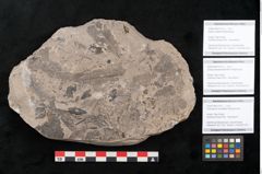 Foto (Objekt + Etikett) von Podocarpus hochstetteri Ettingshausen (NHMW-GEO-2024-0188-10131c)